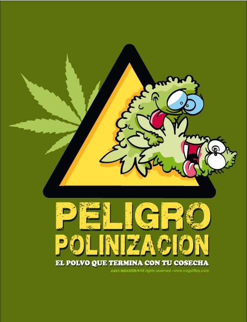Peligro Polinización M Los Cogollitos