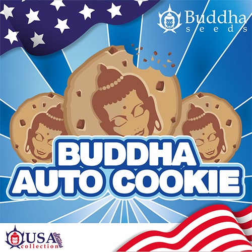 Buddha Auto Cookie 3+1 Fem Buddha Seeds