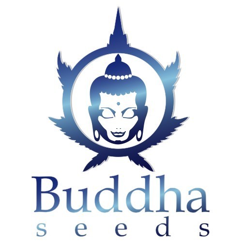 Kraken Blister 50 Fem Buddha Seeds