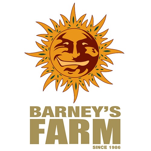 Pineapple Express 1 Fem Barney's Farm