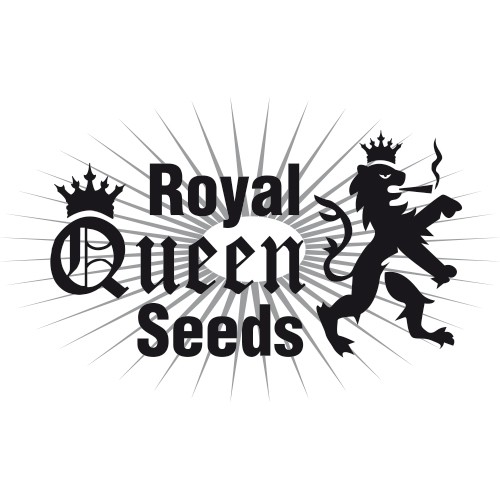 Punch Pie 3 Fem Royal Queen Seeds
