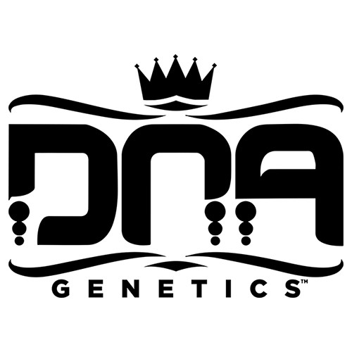 Kosher Kush 6 Fem DNA Genetics